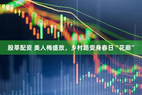 股莘配资 美人梅盛放，乡村路变身春日“花廊”